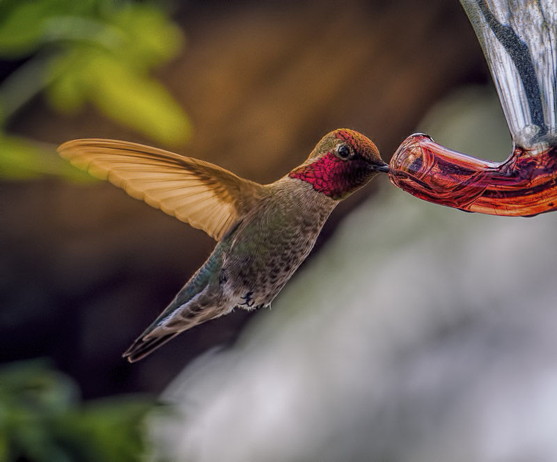 Hummingbirds from backyards and beyond
